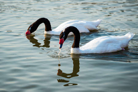 Black-necked Swan (Cygnus melanocoryphus). The Black-necked Swan is the largest waterfowl native to South America.の写真素材