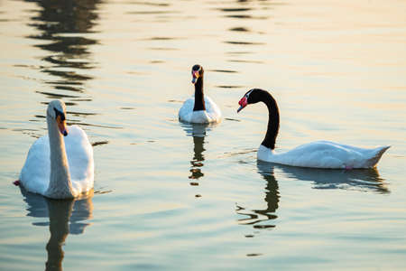 swans and Black-necked swans Enjoy swimming in the riverの写真素材