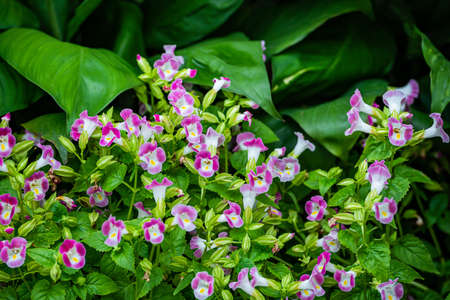 Wishbone flower (Torenia fournieri) bloom in the park.の写真素材