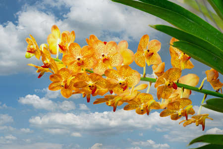 Orange orchids bloom in spring. and clear skiesの写真素材