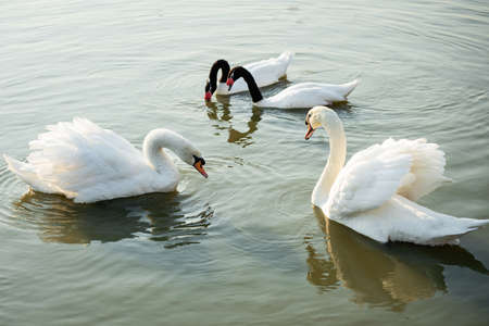 swans and Black-necked swans Enjoy swimming in the riverの写真素材
