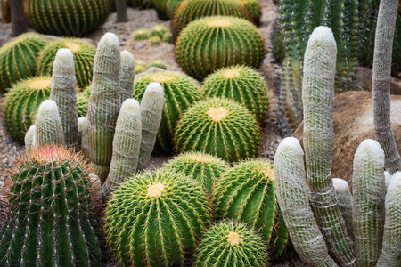 Beautiful cactus blooming in the gardenの写真素材