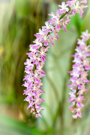 Orchid flower in orchid garden at winter or spring day. Orchid flower for postcard beauty and agriculture design. Beautiful orchid flower in garden, in full bloom in farm, on green nature blur backgroの写真素材