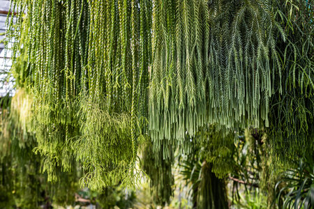 Close up leaves of Huperzia ferns or keeled tassel fern, Green leaves hanging vertical lines pattern on natural backgroundの写真素材