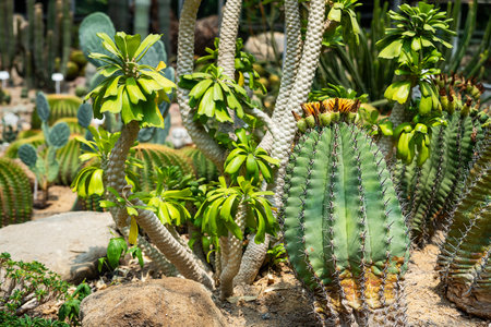 Beautiful cactus blooming in the gardenの写真素材