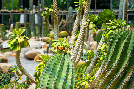 Beautiful cactus blooming in the gardenの写真素材