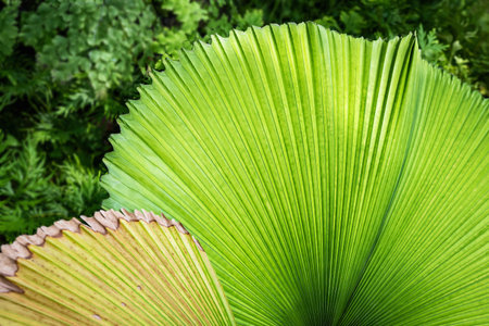 details of green and yellow palm leavesの写真素材