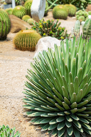 Agave victoriae-reginae (Queen Victoria agave, royal agave) is a small species of succulent flowering perennial plant, noted for its streaks of white on sculptured geometrical leaves.の写真素材