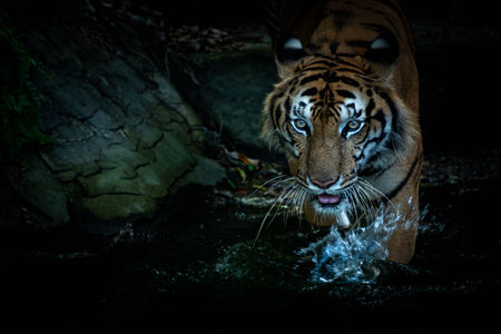 The tiger went down to hunt in the pond.の写真素材