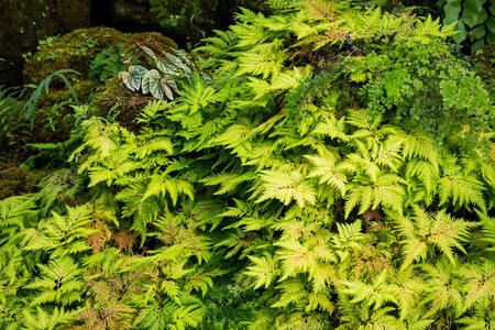 Abstract green background Spikemoss (Selaginella umbrosa) resulting in the forest and natural sources.の写真素材