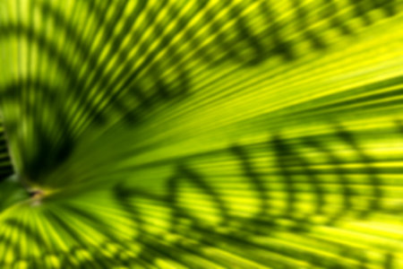 Striblur ped of palm leaf, Abstract green texture background, Vintage toneの写真素材