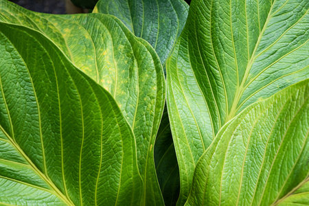 Close-up details of green leavesの写真素材