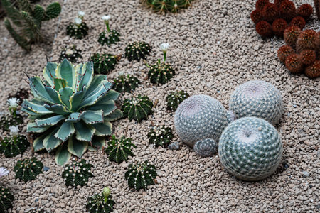 Beautiful cactus blooming in the gardenの写真素材