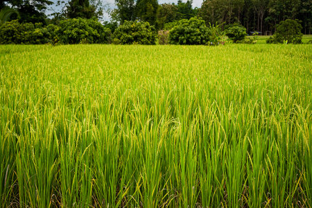 green rice fields The landscape of rice fields in Thailandの写真素材