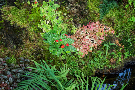 Natural Green Park with a variety of plants and flowersの写真素材