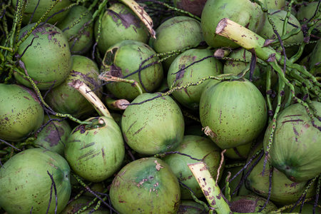 Many coconuts are on the floor, coconut fragrancesの写真素材