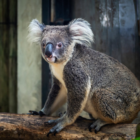 Wild Koala on Tree Outsideの写真素材