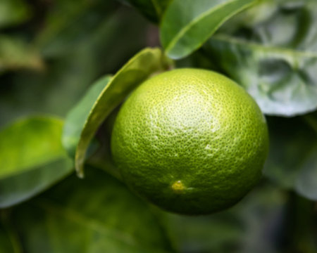 green lemons in the garden