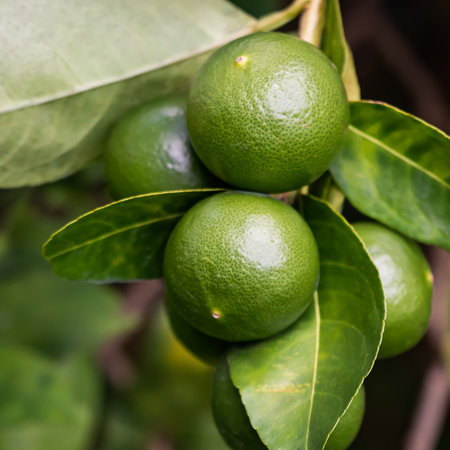 green lemons in the gardenの写真素材