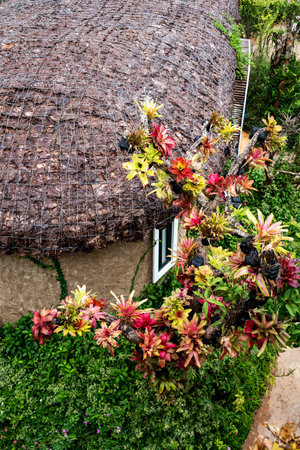 Leaf thatched house, imitation of old culture and construction technologyの写真素材
