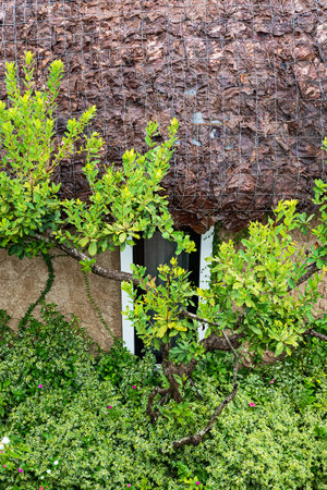 Leaf thatched house, imitation of old culture and construction technologyの写真素材