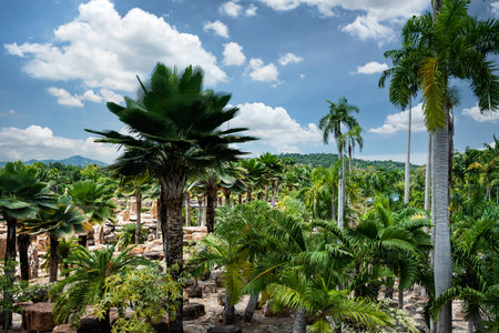Garden coconut trees and rocks on the ground with blue skyの写真素材