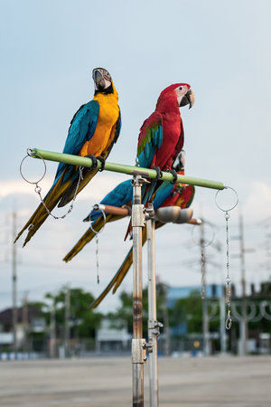 The beauty of macaws The breeder brought it to show and brought it to fly on a sunny day.