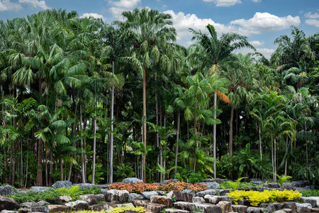 Garden coconut trees and rocks on the ground with blue skyの写真素材