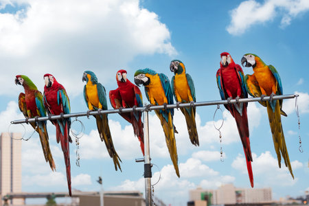 The beauty of macaws The breeder brought it to show and brought it to fly on a sunny day.の写真素材