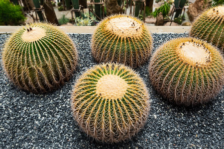 Golden barrel cactus. The golden bucket is a plant in the cactus group. Is native to Mexicoの写真素材
