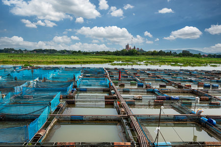 Ruby and tilapia fish farms in Thailandの写真素材