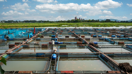 Ruby and tilapia fish farms in Thailandの写真素材