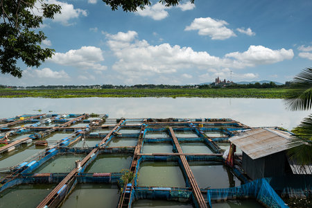 Ruby and tilapia fish farms in Thailandの写真素材