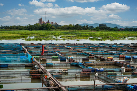 Ruby and tilapia fish farms in Thailandの写真素材