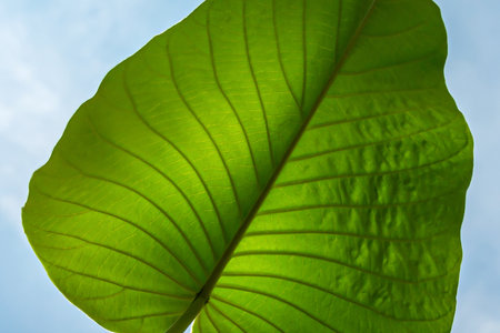 Texture of a green leaf as backgroundの写真素材
