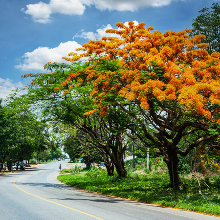 Royal Poinciana, Flamboyant, Flame Tree, that is the way of the countryside.の写真素材
