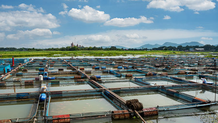 Ruby and tilapia fish farms in Thailandの写真素材