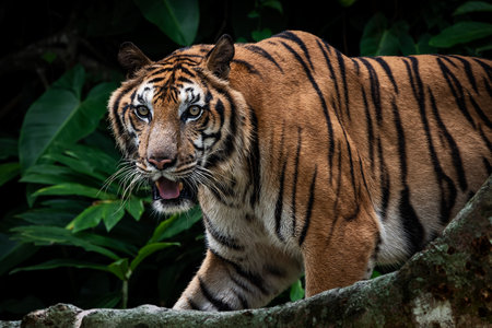 The tiger stood looking at something interesting in front of him. in hunting timeの写真素材