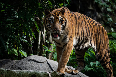 Tiger walking foraging in the forest, the nature of mammals.の写真素材