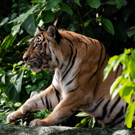 The tiger sat and looked at something with interest.