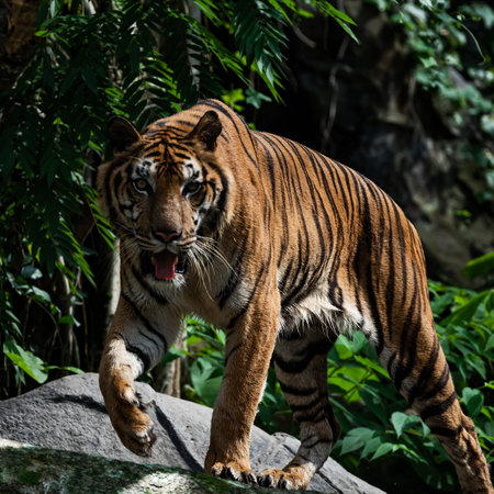 Tiger walking foraging in the forest, the nature of mammals.の写真素材
