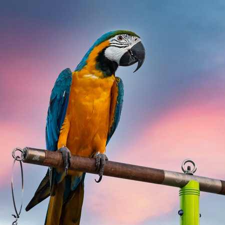 The beauty of macaws The breeder brought it to show and brought it to fly on a sunny day.の写真素材