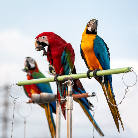 The beauty of macaws The breeder brought it to show and brought it to fly on a sunny day.の写真素材