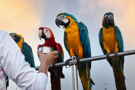 Macaw owner feeds his birdの写真素材
