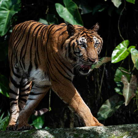 A tiger walks in search of food in the forest when hungry.の写真素材