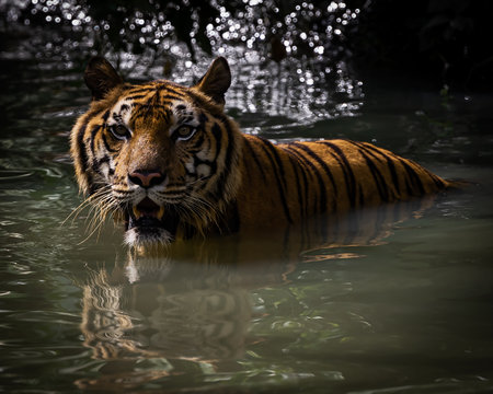 The tiger went into the pond.の写真素材