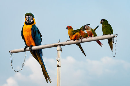 The beauty of macaws The breeder brought it to show and brought it to fly on a sunny day.の写真素材