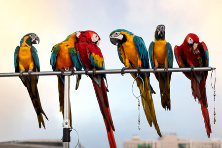 The beauty of macaws The breeder brought it to show and brought it to fly on a sunny day.の写真素材