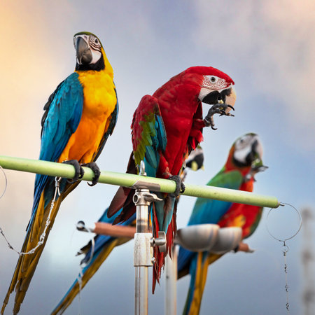 The beauty of macaws The breeder brought it to show and brought it to fly on a sunny day.の写真素材
