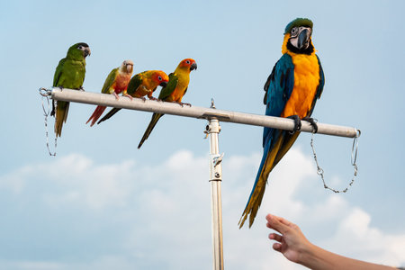 The beauty of macaws The breeder brought it to show and brought it to fly on a sunny day.の写真素材